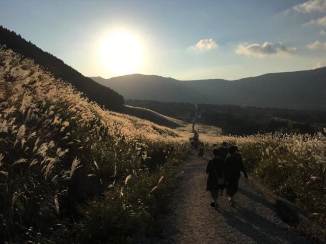 cánh đồng Susuki tuyệt đẹp vào mùa thu Nhật Bản